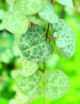 Ceropegia existed