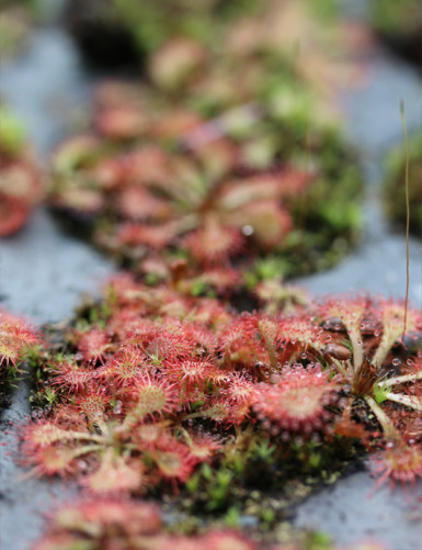 Drosera spatulata sp. plante carnivore