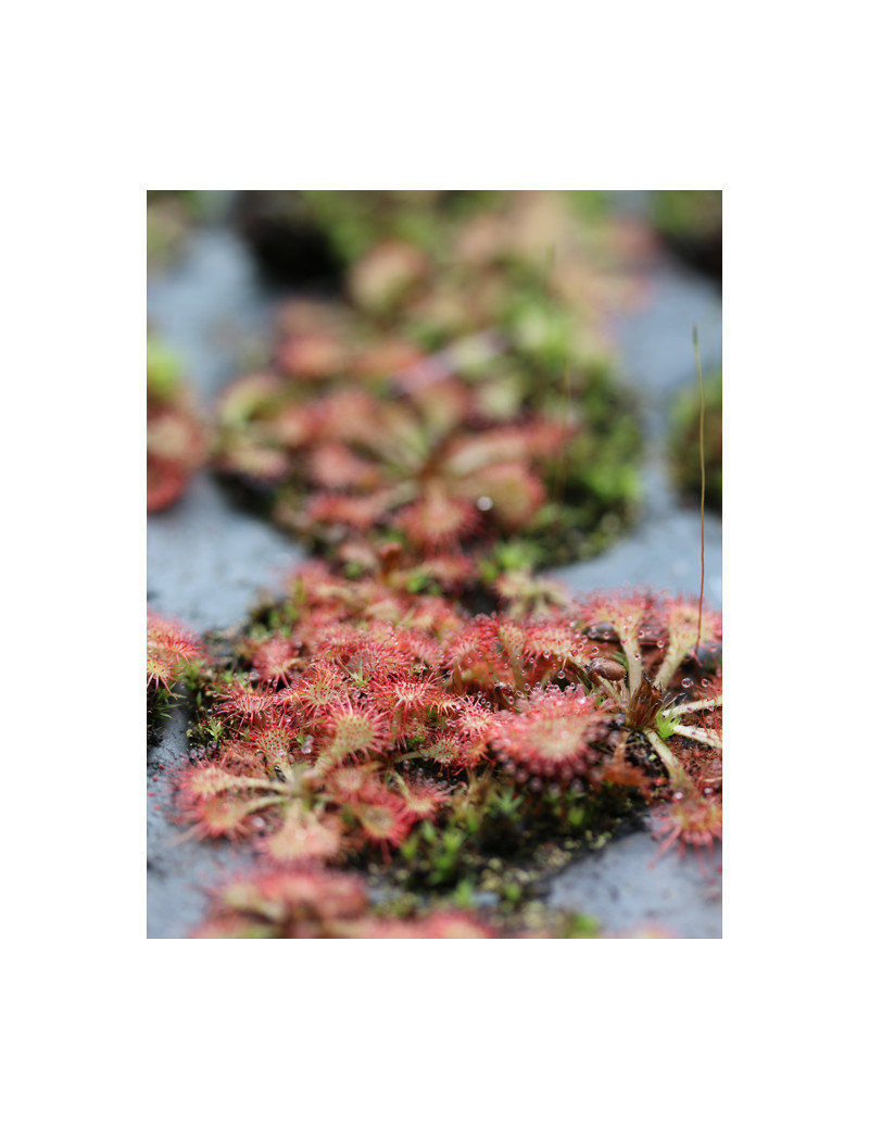 Drosera spatulata sp. carnivorous plant
