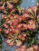Drosera spatulata sp. carnivorous plant