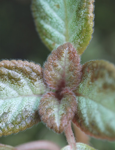 Plantes terrariums Episcia reptans