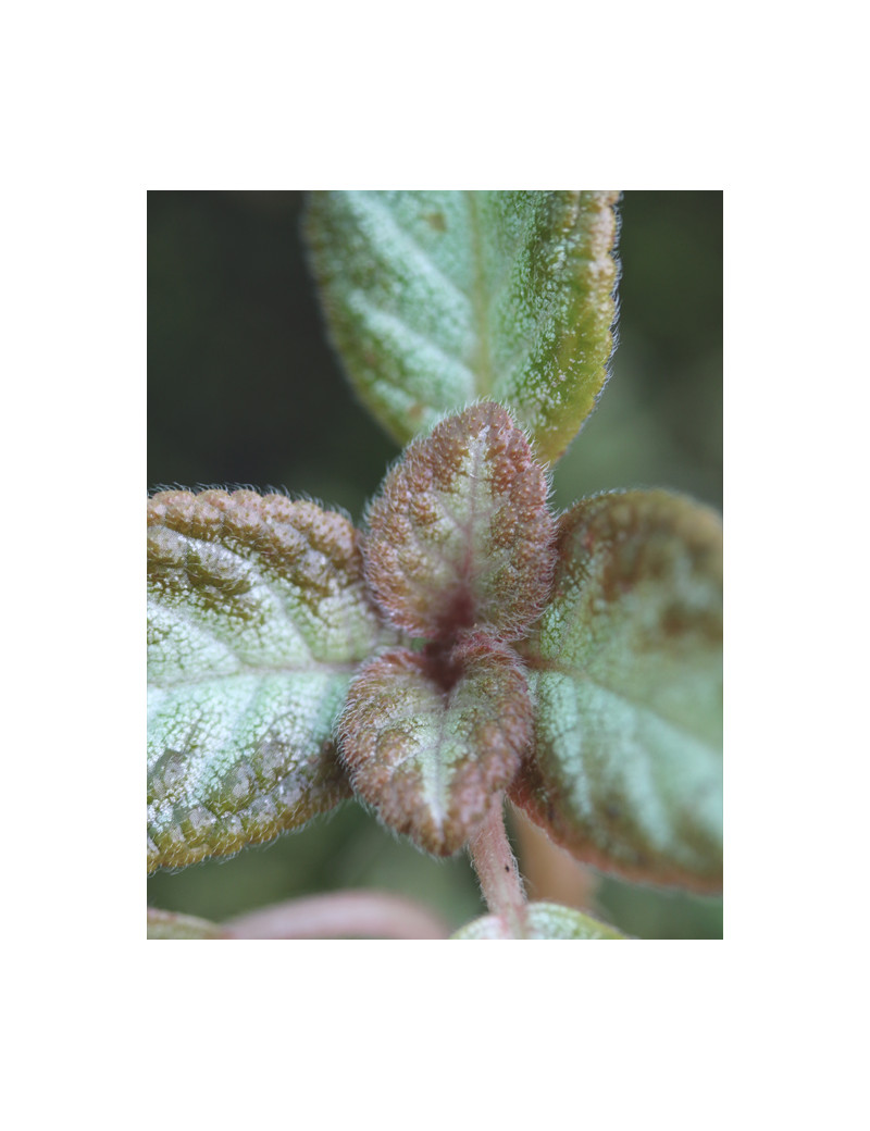 Plantes terrariums Episcia reptans
