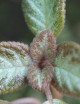 Terrarium plants Episcia reptans