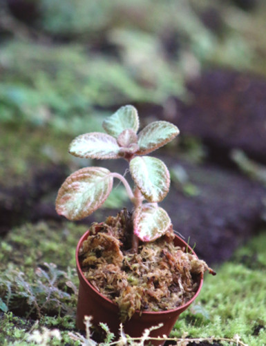 Terrarium plants Episcia reptans