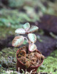 Terrarium plants Episcia reptans