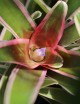 Neoregelia Iphigenie rooted en xaxim