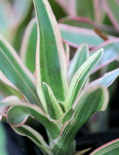 Neoregelia Iphigenie raciné en xaxim