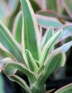 Neoregelia Iphigenie raciné en xaxim