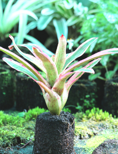 Neoregelia Pink raciné en xaxim