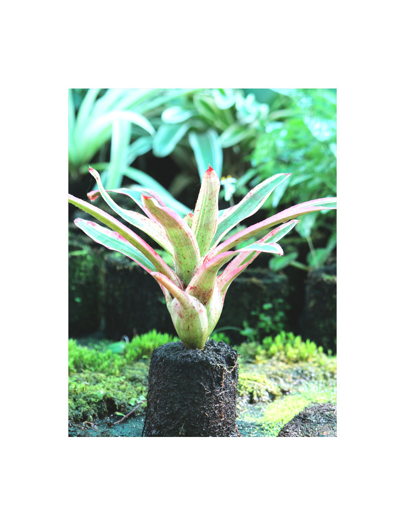 Neoregelia Pink raciné en xaxim