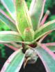 Neoregelia Pink raciné en xaxim en macro