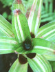 Neoregelia 'Antigone' variegata raciné en xaxim