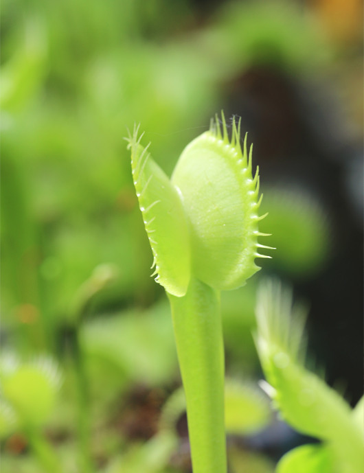 Dionaea muscipula heterophila Aufrecht Plante carnivore