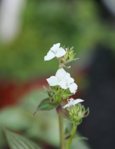 Callisia gentlei var Elegans terrarium plants | To repeat