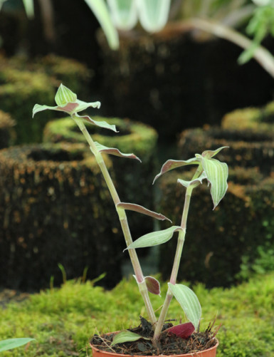 Terrarium plants Callisia gentlei var Elegans | To repeat