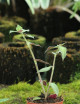 Terrarium plants Callisia gentlei var Elegans | To repeat