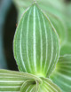 Terrarium plants Callisia gentlei var Elegans | To repeat
