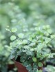 Plantes terrariums Ficus pumila Snowflake | À repiquer