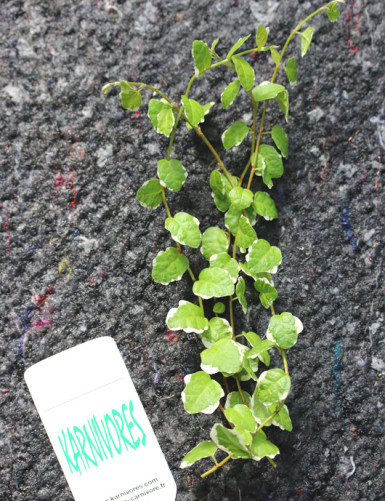 Plantes terrariums Ficus pumila Snowflake | À repiquer
