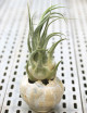 Tillandsia seleriana - présenté fille de l'air