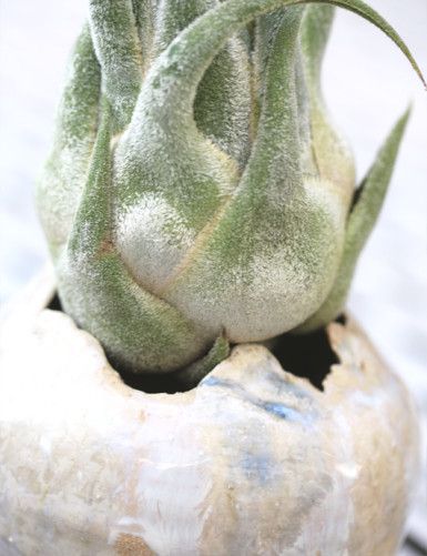 Tillandsia seleriana - présenté fille de l'air