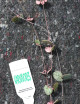 Ceropegia woodii to transplant