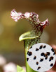 Graines de Sarracenia x 'Daniel Rudd' Plante carnivore