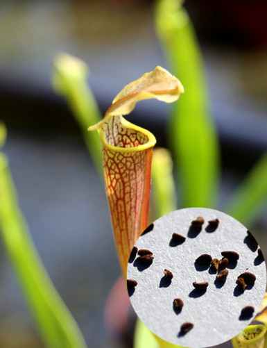 Graines de Sarracenia rubra ssp. wherryi Plante carnivore