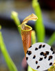 Graines de Sarracenia rubra ssp. wherryi Plante carnivore