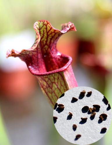 Graines de Sarracenia x 'Evendine' Plante carnivore