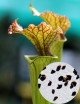 Sarracenia x Moorei Seeds Carnivorous Plant