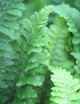 Plantes terrariums Athyrium spicatum 'chiseled'