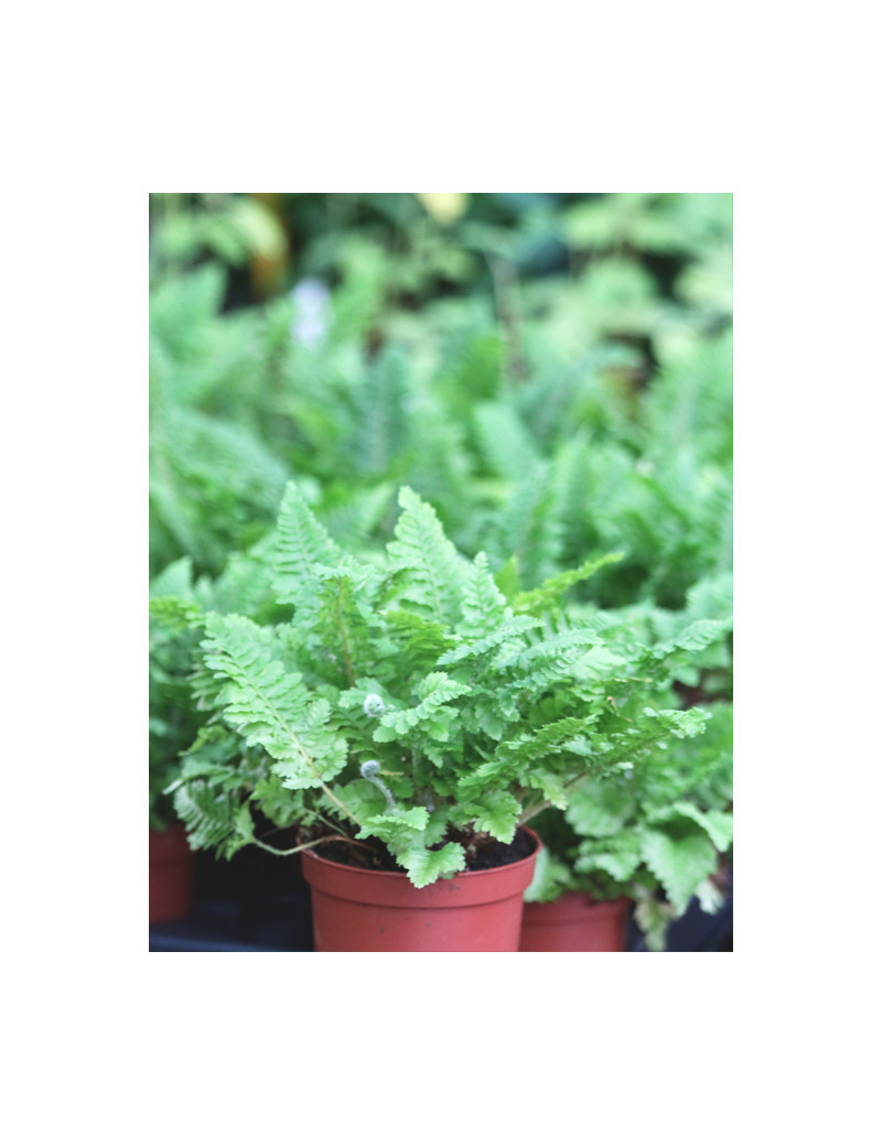 Plantes terrariums Athyrium spicatum 'chiseled'
