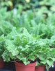 Plantes terrariums Athyrium spicatum 'chiseled'