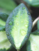 Fleur de porcelaine Hoya Burtoniae 'Variegata'