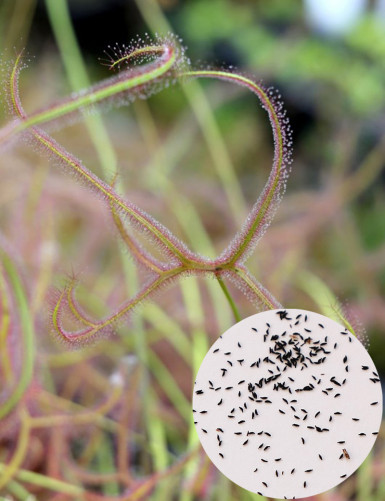 Graines de Drosera binata 'Marston Dragon' Plante carnivore
