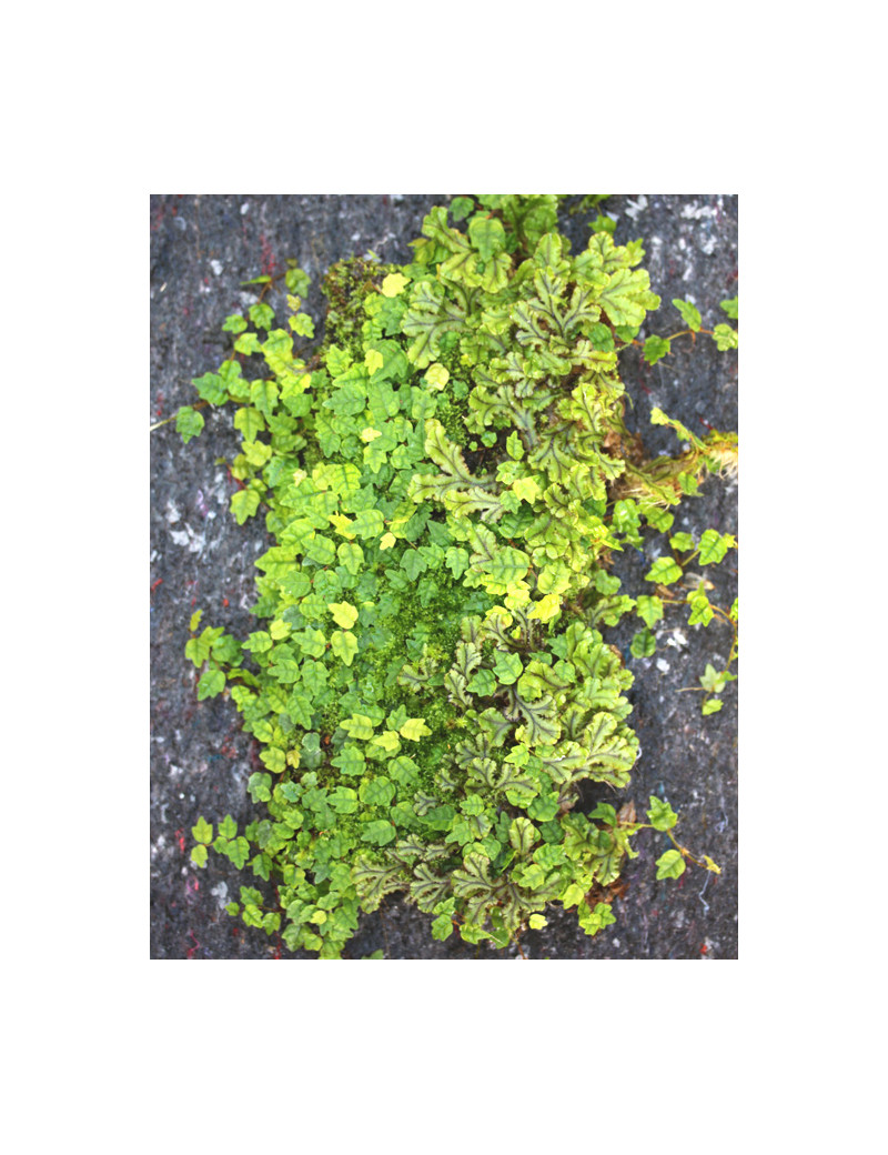 Whole xaxim plate - Ficus & various ferns -