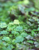Whole xaxim plate - Ficus & various ferns -