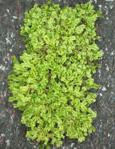 Plaque xaxim entière Hymenophyllum sp.