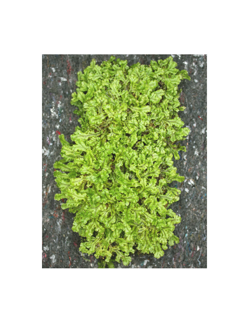 Plaque xaxim entière Hymenophyllum sp.