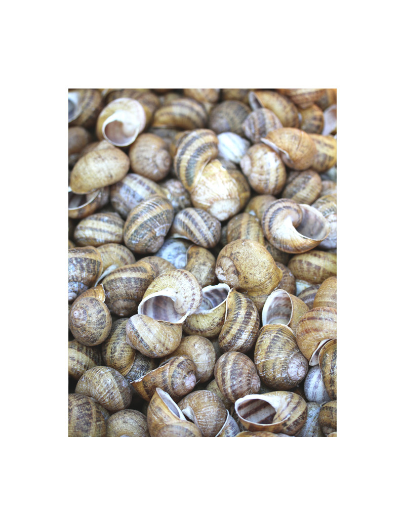 Matériel terrarium Coquilles d'escargots