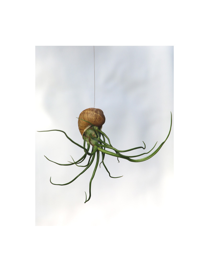Bulbosa présenté en coquille