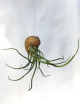 Bulbosa présenté en coquille