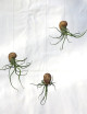Bulbosa présenté en coquille