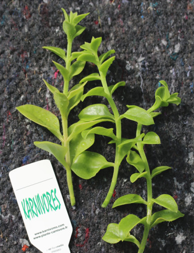 Aptenia cordifolia for transplanting