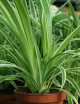 Plantes terrariums Chlorophytum Pacific | À repiquer