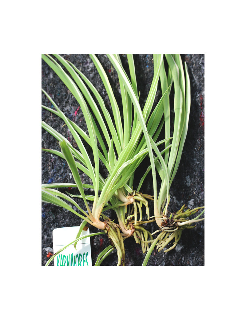 Chlorophytum Pacific à repiquer