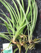 Chlorophytum Pacific à repiquer