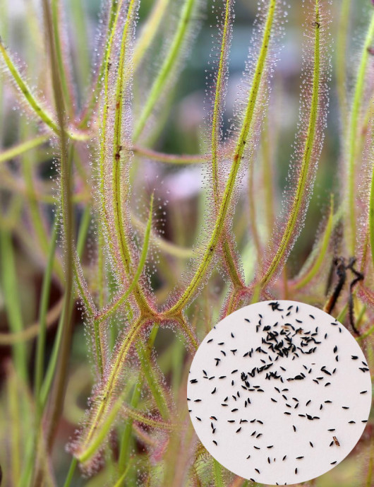 Graines de Drosera binata var. dichotoma forme géante Plante carnivore