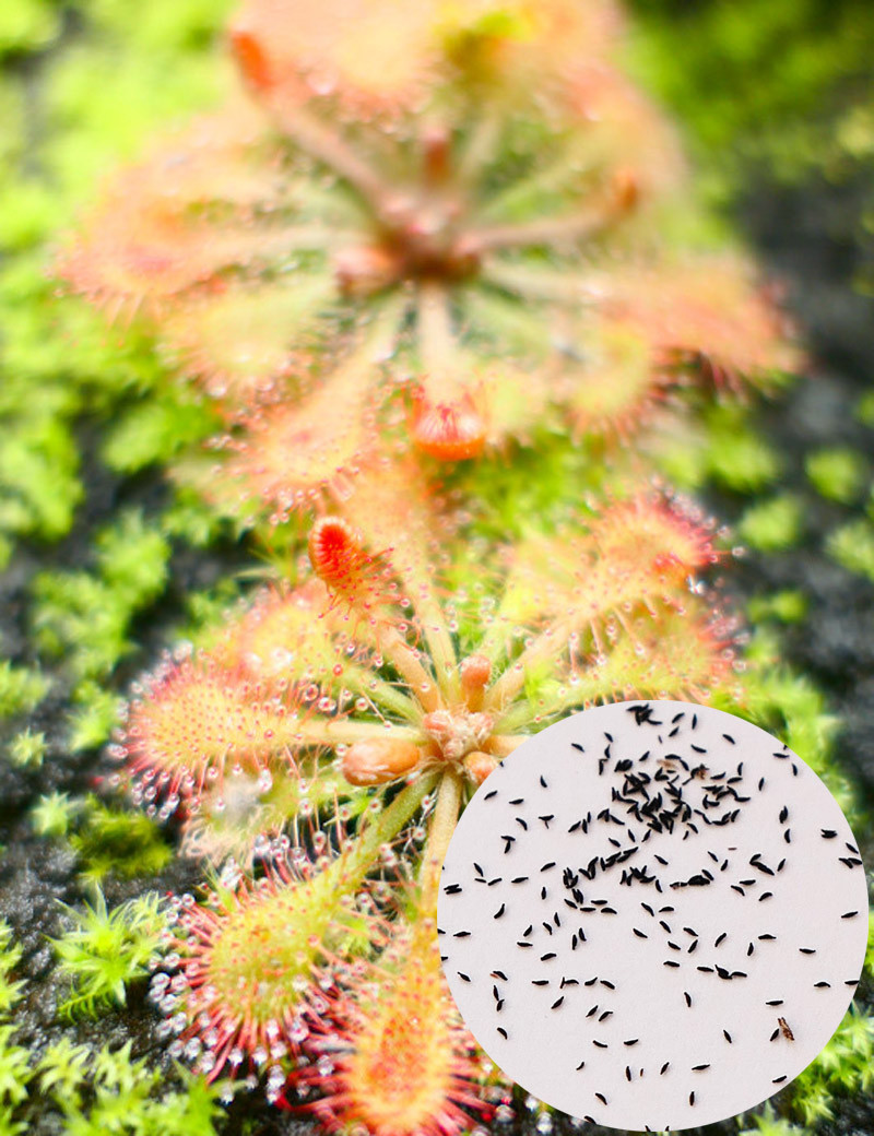 Drosera tokaiensis Seeds Carnivorous Plant